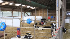 News 20250619 kranke Kälber schnell finden