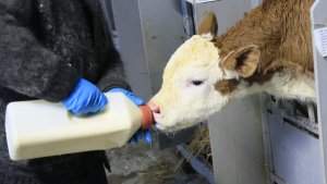 News 20250724 Blutserum-Check für Kälber