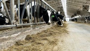 News 20250826 Futtereffizienz 7 Tipps 1