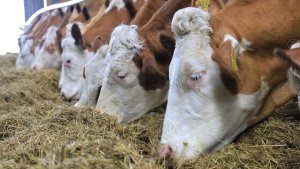 News 20250904 Gesunde Leber