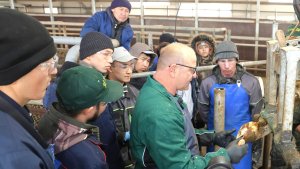 News 20251007 Klauenpflege