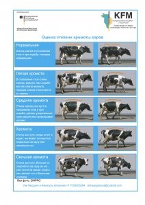 MB05z_Чек-лист-по-оценке-степени-хромоты_1