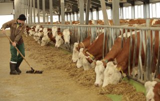 Einflussfaktoren auf die Futteraufnahmen bei Milchkühen in modernen Laufställen