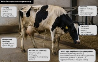 Сауын сиырларындағы кетоздың жалпы себептері