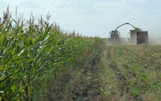 Жүгеріні сүрлемге жинау мерзімінің сүрлем сапасына әсері